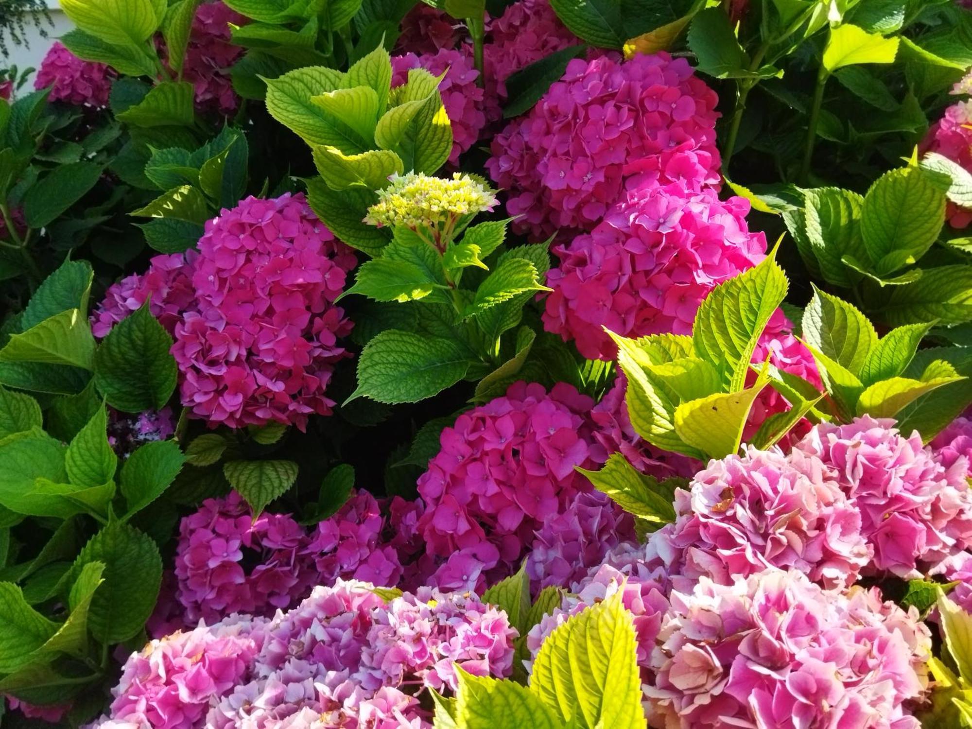 Les Hortensias Fortschwihr Extérieur photo